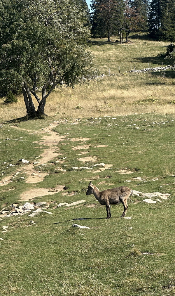 Ziege in freier Wildbahn 