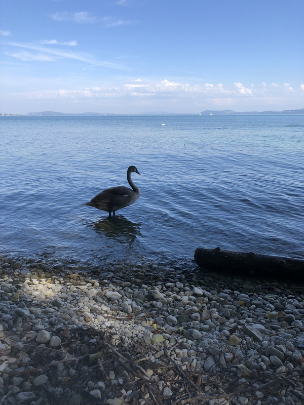 Schwan auf dem Neuenburgersee 